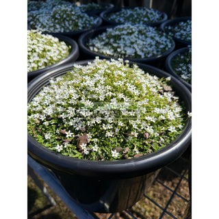 Pratia White Pedunculata large 270mm pot Plants