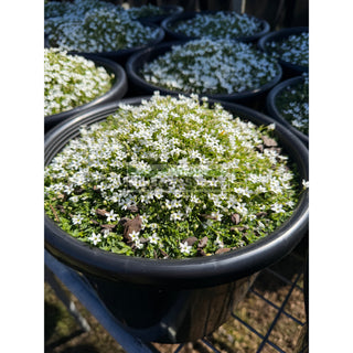Pratia White Pedunculata large 270mm pot Plants