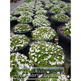 Pratia Pedunculata 140Mm Pot Plants