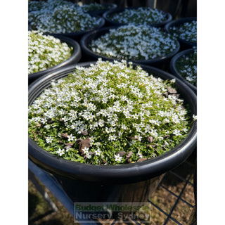 Pratia White Pedunculata large 270mm pot Plants