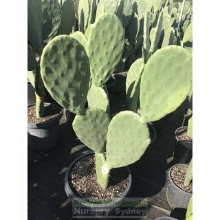Prickly Pear Plant Xlarge 300Mmc Pot Opuntia Default Type