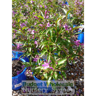 Prsuemuderanthemum Laxiflorum Purple Riot 200Mm Pot Default Type