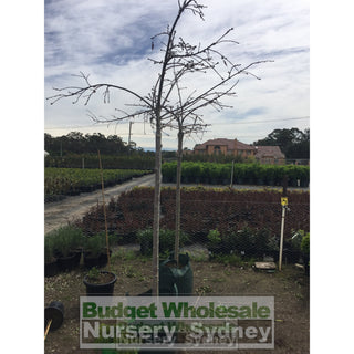Prunus Cheals Weeping 45L Bag Cherry Blossom Default Type