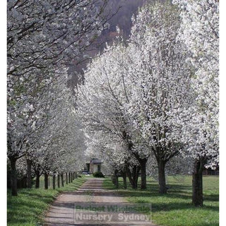 Pyrus Calleryana Bradford 25L Ornamental Pear Plants