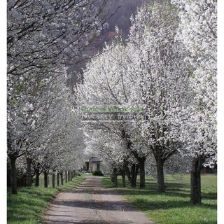 Pyrus Calleryana Bradford 25L Ornamental Pear Plants