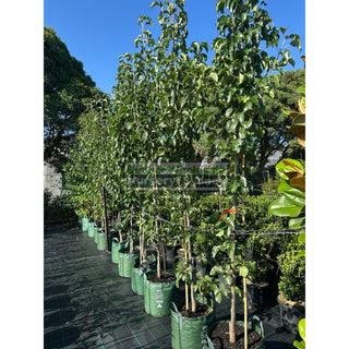 Pyrus Calleryana Capital 45L Ornamental Pear Plants