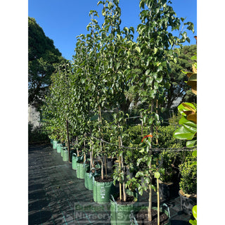 Pyrus Calleryana Capital 45L Ornamental Pear Plants