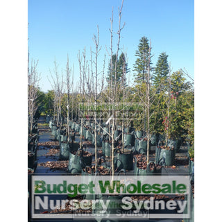 Pyrus Calleryana Chanticleer 45L Ornamental Pear Plants