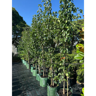 Pyrus Calleryana Capital 45L Ornamental Pear Plants