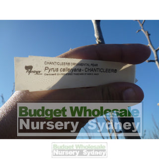 Pyrus Calleryana Chanticleer 100Lt Ornamental Pear Plants