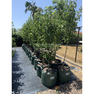 Pyrus Calleryana Chanticleer 100Lt Ornamental Pear Plants