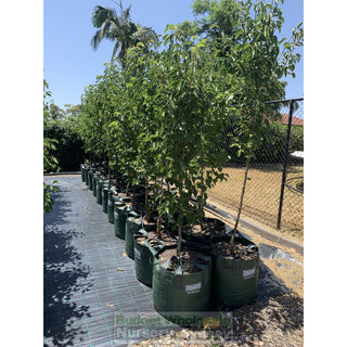 Pyrus Calleryana Chanticleer 100Lt Ornamental Pear Plants