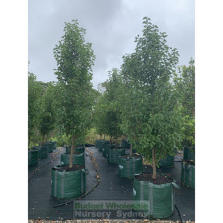 Pyrus Calleryana Chanticleer 300L Ornamental Pear Plants