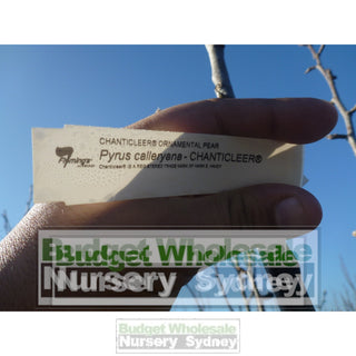 Pyrus Calleryana Chanticleer 45L Ornamental Pear Plants