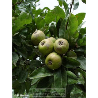 Pyrus Nivalis 25L / 300Mm Pot Snow Pear Tree Plants