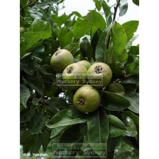 Pyrus Nivalis 25L / 300Mm Pot Snow Pear Tree Plants
