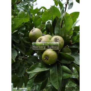 Pyrus Nivalis 25L / 300Mm Pot Snow Pear Tree Plants