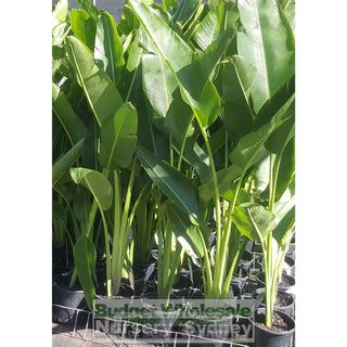 Ravenala Madagascariensis (Travellers Palm) 200Mm Pot Default Type
