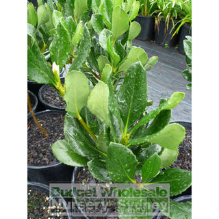 Rhaphiolepis Indica 200Mm Plants