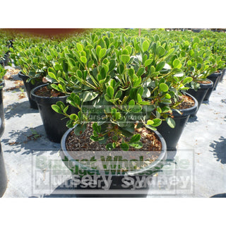 Rhaphiolepis Oriental Pearl 200Mm Pot Plants