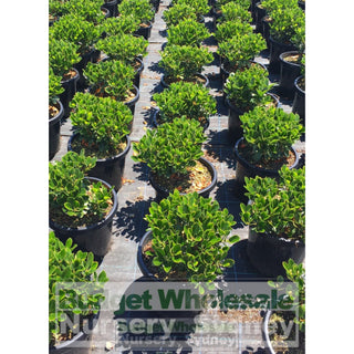 Rhaphiolepis Oriental Pearl 200Mm Pot Plants