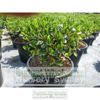 Rhaphiolepis Oriental Pearl 200Mm Pot Plants