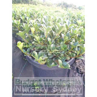 Rhaphiolepis Oriental Pearl 200Mm Pot Plants