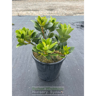 Rhaphiolepis Oriental Pearl 200Mm Pot Plants