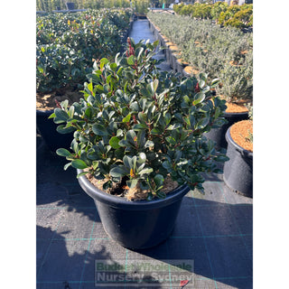 Rhaphiolepis Oriental Pearl 300mm Pot / 25L Plants