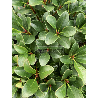 Rhaphiolepis Oriental Pearl 300Mm Pot Plants