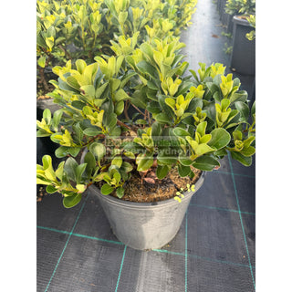 Rhaphiolepis Oriental Pearl 250mm Plants