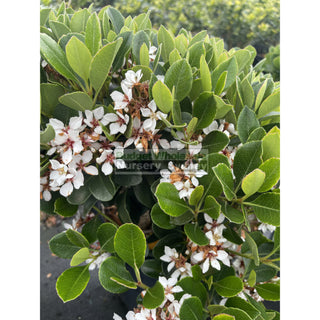 Rhaphiolepis Oriental Pearl 300Mm Pot / 25L Plants