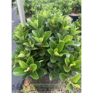 Rhaphiolepis Oriental Pearl 300Mm Pot / 25L Plants