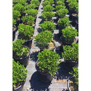 Rhaphiolepis Oriental Pearl 300Mm Pot Plants