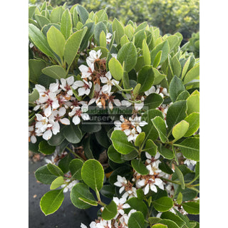 Rhaphiolepis Oriental Pearl 300Mm Pot / 25L Plants