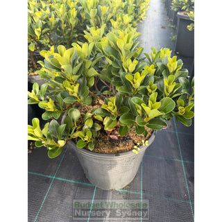 Rhaphiolepis Oriental Pearl 250mm Plants