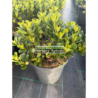 Rhaphiolepis Oriental Pearl 250mm Plants