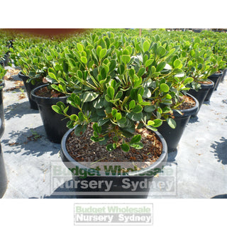 Rhaphiolepis Oriental Pearl 300Mm Pot Plants