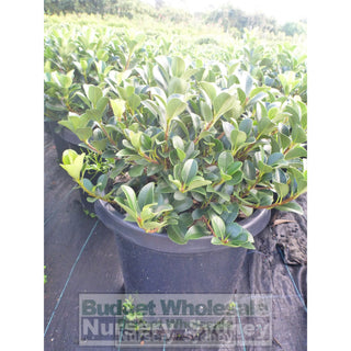 Rhaphiolepis Oriental Pearl 300Mm Pot Plants