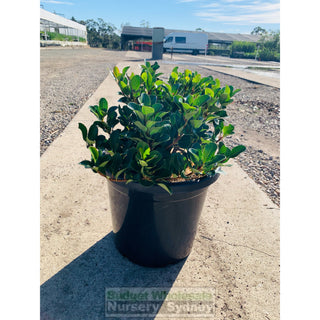 Rhaphiolepis Oriental Pearl 300Mm Pot / 25L Plants