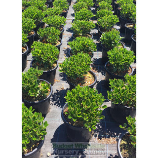 Rhaphiolepis Oriental Pearl 300Mm Pot Plants