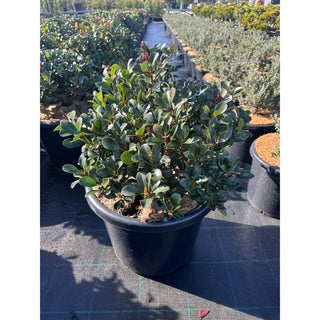 Rhaphiolepis Oriental Pearl 300mm Pot / 25L Plants