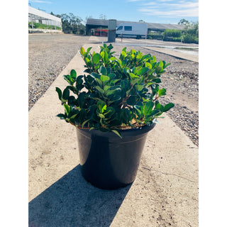 Rhaphiolepis Oriental Pearl 300Mm Pot / 25L Plants
