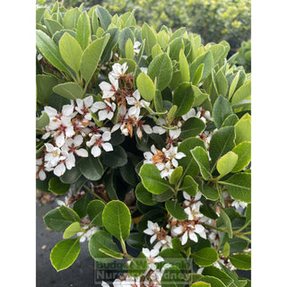 Rhaphiolepis Oriental Pearl 300Mm Pot / 25L Plants