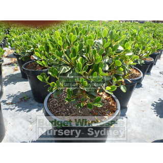 Rhaphiolepis Oriental Pearl 300Mm Pot Plants