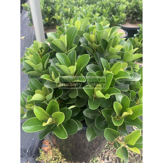 Rhaphiolepis Oriental Pearl 300Mm Pot / 25L Plants