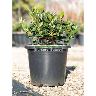 Rhaphiolepis Oriental Pearl 300Mm Pot / 25L Plants
