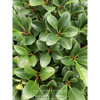Rhaphiolepis Oriental Pearl Xlarge 400Mm Pot Plants