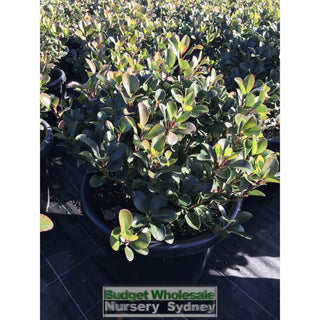 Rhaphiolepis Oriental Pearl Xlarge 400Mm Pot Plants