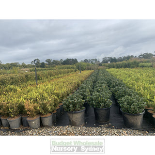 Rhaphiolepis Oriental Pearl Xlarge 400Mm Pot Plants